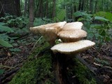 Neolentinus lepideus image