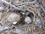 Tricholoma portentosum image