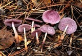 Gymnopus iocephalus image