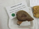 Lactarius corrugis image
