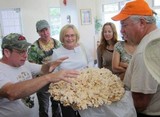 Laetiporus cincinnatus image