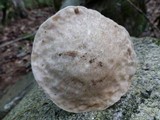 Leccinellum albellum image