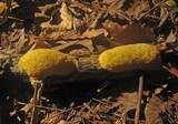 Fuligo septica image