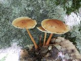 Gymnopus subnudus image