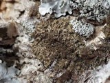 Physconia perisidiosa image