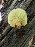 Boletinellus merulioides image