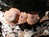 Laccaria bicolor image