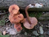 Laccaria bicolor image