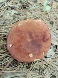 Phylloporus rhodoxanthus image