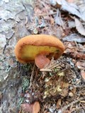 Buchwaldoboletus lignicola image