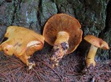 Cortinarius rubicundulus image