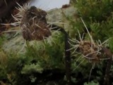 Tilachlidium brachiatum image