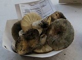 Russula cyanoxantha image