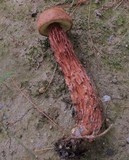 Frostiella russellii image
