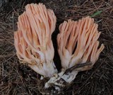 Ramaria formosa image