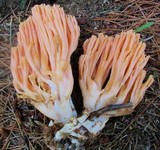 Ramaria formosa image