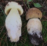 Boletus huronensis image
