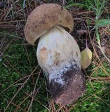 Boletus huronensis image