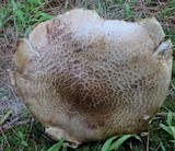 Neolentinus lepideus image