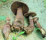 Cortinarius squamulosus image