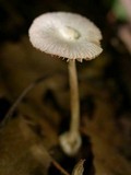 Volvariella hypopithys image