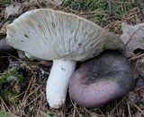 Russula variata image