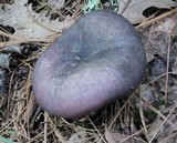 Russula variata image