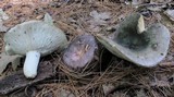 Russula variata image