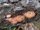 Fomitopsis cajanderi image