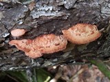 Fomitopsis cajanderi image