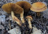 Cortinarius limonius image