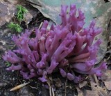 Clavaria zollingeri image