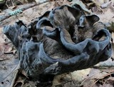 Craterellus fallax image