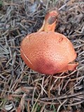 Cortinarius bolaris image
