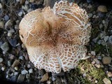 Russula ballouii image