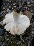 Russula ballouii image