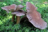 Lactarius helvus image
