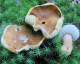 Gyroporus castaneus image