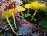 Humidicutis marginata var. concolor image
