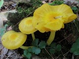 Humidicutis marginata var. concolor image