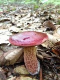 Boletus frostii image
