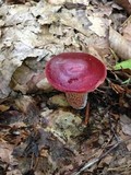 Boletus frostii image