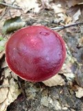 Boletus frostii image