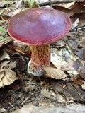 Boletus frostii image
