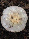 Russula crustosa image