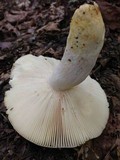 Russula crustosa image
