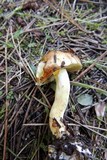 Suillus bellinii image