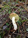 Suillus bellinii image