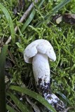 Tricholoma lascivum image