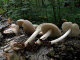 Pluteus petasatus image
